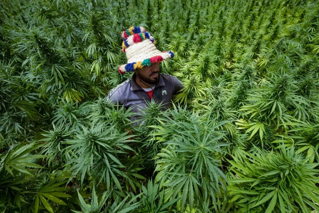 Smarter Cannabis Growth Through Programmatic Advertising